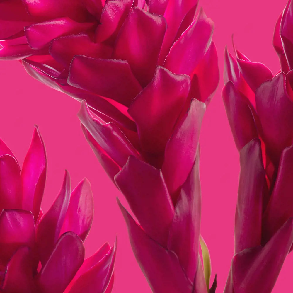 Amplified Parfum